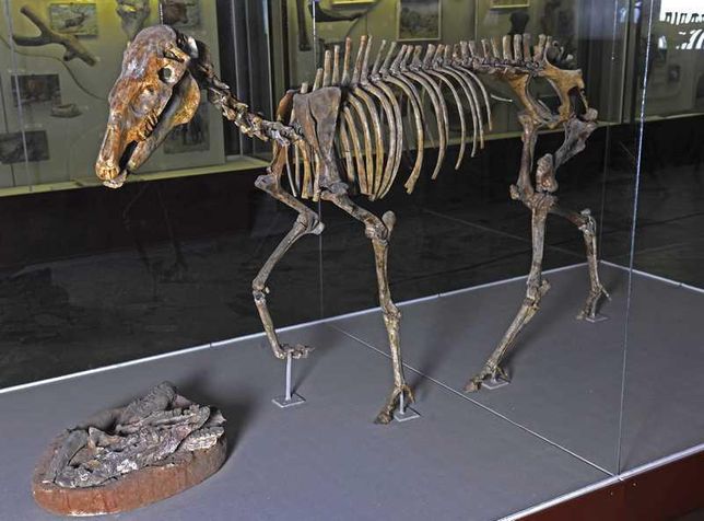 몸집이 큰 고대말 히파리온(Hipparion)은 왜 선사시대 때 살았던 말 중에서 널리 알려질 만큼 화석이 많이 발견되었나요?의 3번 째 이미지