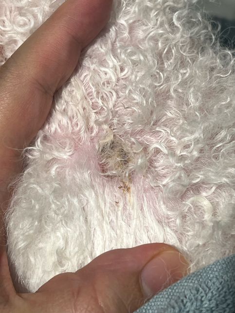 강아지 목에 있는건데 이게 뭘까요? ㅜㅜ의 1번 째 이미지