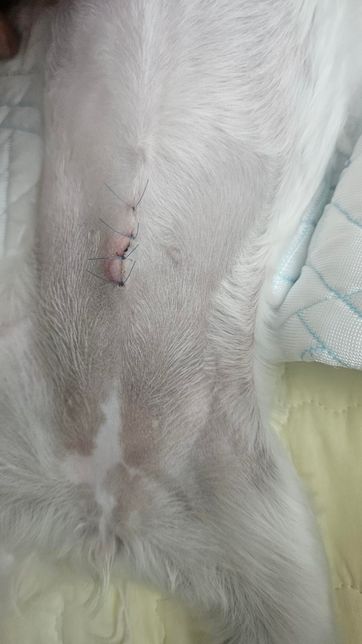 강아지 중성화 후 수술 흉터 조언 구합니다의 1번 째 이미지