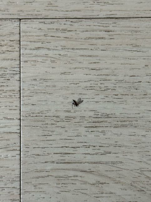 산책하고 오면 이런 벌레가 집에서 보이는 것같아요의 0번 째 이미지