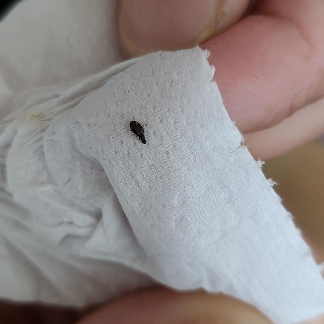 이 조그맣고 까만 벌레 뭔지 아시나요?의 0번 째 이미지