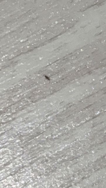 이 벌레 이름이 뭔가요? 아주아주 작은 벌레입니다의 2번 째 이미지