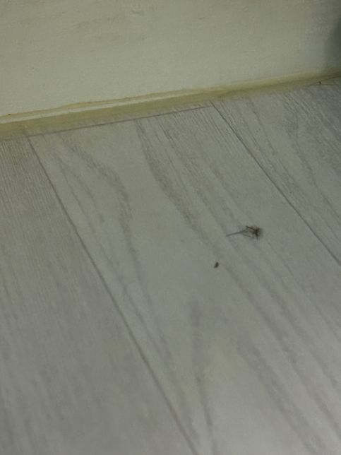 이게 무슨 벌레인가요... 아주 미치겠어요의 1번 째 이미지