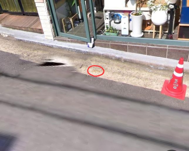 이거 혹시 개똥일까요...????의 0번 째 이미지