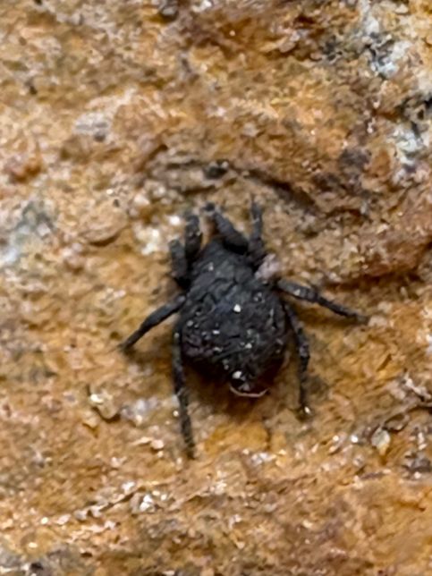 곤충? 거미? 종류 좀 알려주실 분!!의 0번 째 이미지