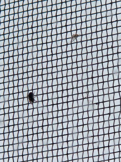 이 벌레들은 대체 무슨 벌레 인가요??의 3번 째 이미지