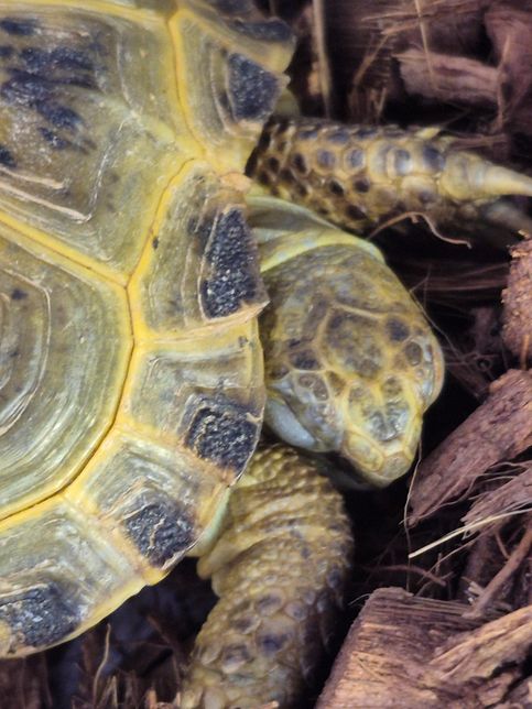 호스필드 육지거북이 눈병 나을까요?의 1번 째 이미지