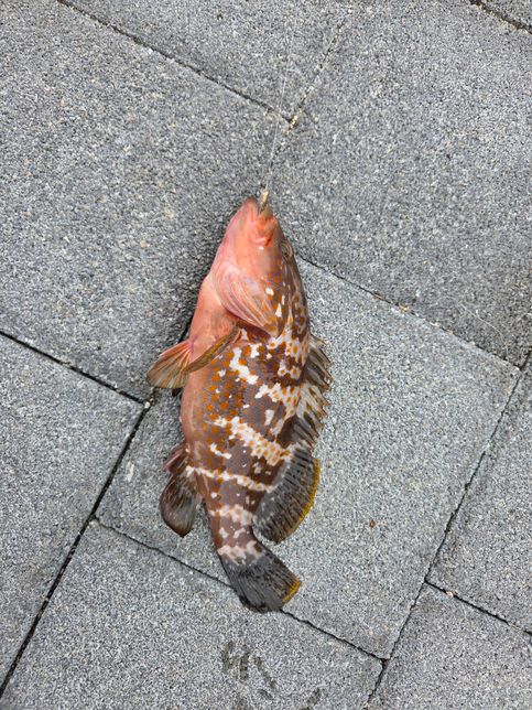 이거 무슨 생선인가요? 사람들마다 의견이 다르네요의 0번 째 이미지