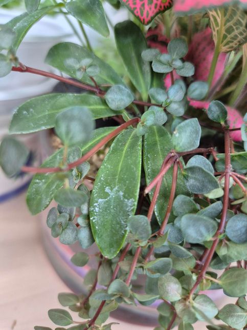 식물을 키우는데 잎에 얼룩이 생겨요ㅠㅠ의 0번 째 이미지