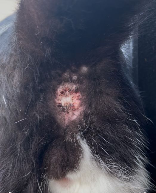 고양이 항문 질환이 의심되서 여쭤봅니다..의 0번 째 이미지