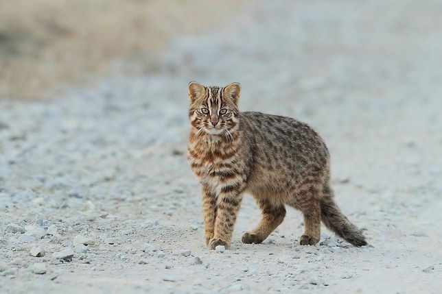 삵은 왜 호랑이나 동남아시아의 고기잡이고양이처럼 물을 좋아하는 습성이 있나요?의 2번 째 이미지