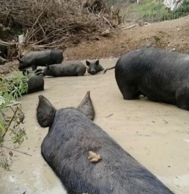 돼지도 정말 하마와 코끼리처럼 물을 좋아하나요?의 1번 째 이미지