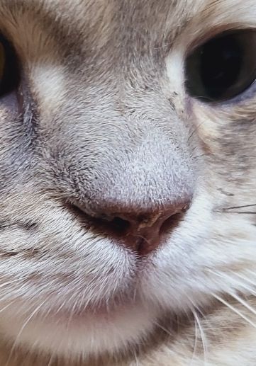 고양이 코를 만지면 거칠어요 좀 봐주세요의 1번 째 이미지