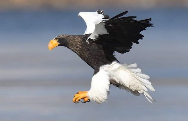 맹금류는 정말 맹수에 약한 새인가요?의 1번 째 이미지