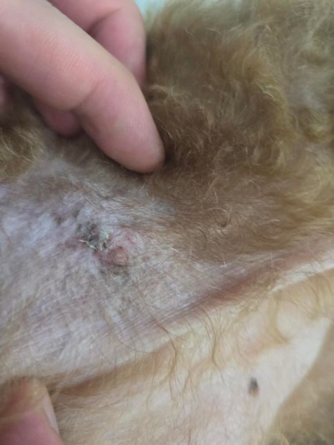 강아지 지방종 수술후 한달반정도 지났는데 상처쪽 반점의 1번 째 이미지