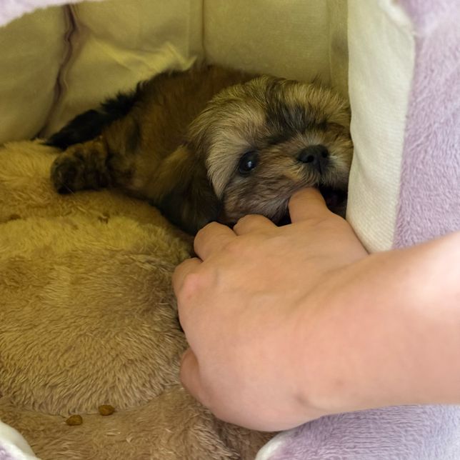 2개월 강아지 (데려온지 11일째) 울타리 언제까지 해야하나요?의 0번 째 이미지