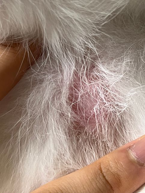 고양이 배 부분 흔적 왜 이러는 걸까요..?의 3번 째 이미지