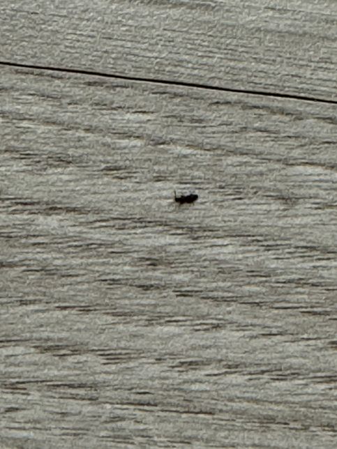 무슨 벌레 인가요?? 알려주세요 ㅠㅠ의 0번 째 이미지