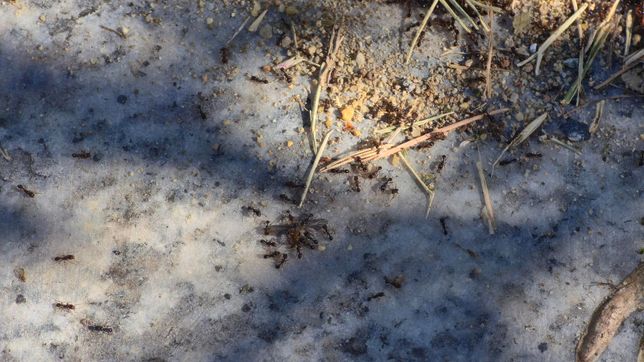 지렁이를 공격하는 개미의 이름은 뭘까요?의 0번 째 이미지