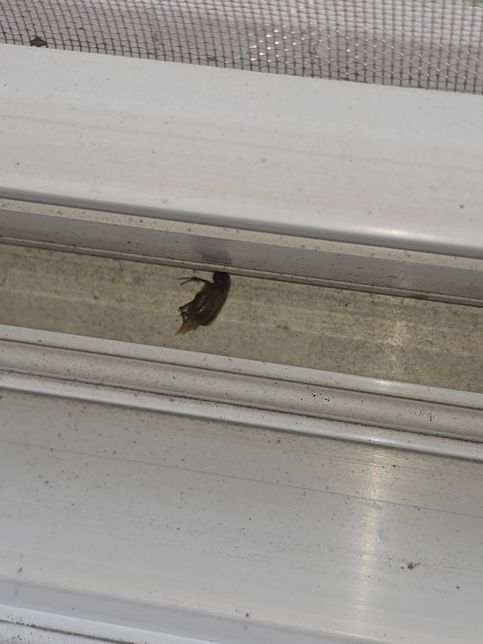 아파트 8층인데 창틀에 이런벌레사체가 있네요..의 1번 째 이미지