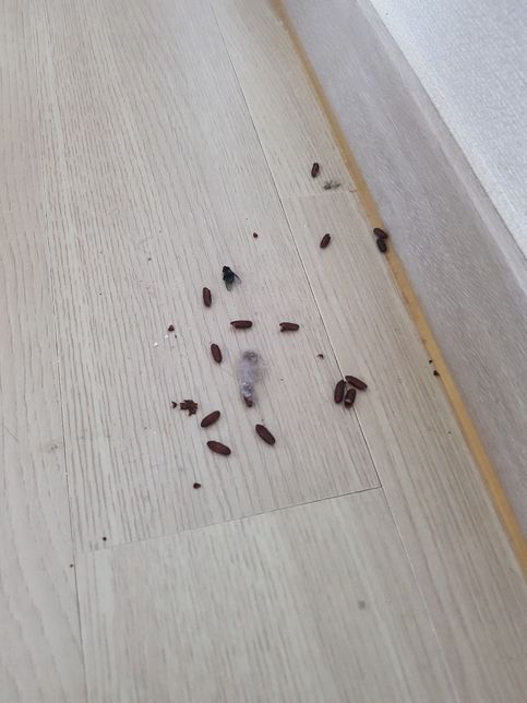 이거 무슨 벌레 알 일까요?……..진짜 ㅜㅜ(사진조심)의 0번 째 이미지