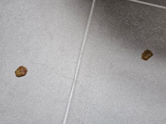 (사진주의)노견 강아지가 설사를 하는데 병원가야할까요?의 1번 째 이미지