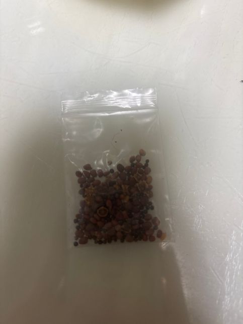 이거 씨앗 이름(?) 뭔지 아실까요??의 0번 째 이미지