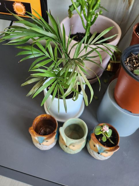 테이블 야자 색깔이 왜이럴까요 ㅠㅠㅠ의 0번 째 이미지