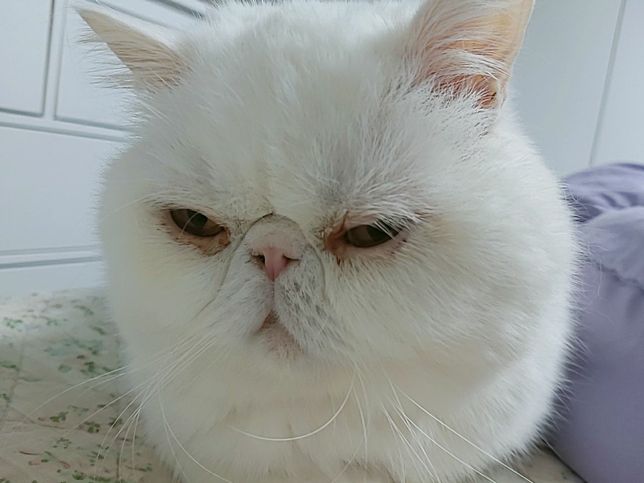 고양이는 뭘 해주는걸 가장 좋아할까요?의 0번 째 이미지