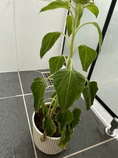 해바라기가 좀 이상해요 물을 더 줘야하나요?의 0번 째 이미지