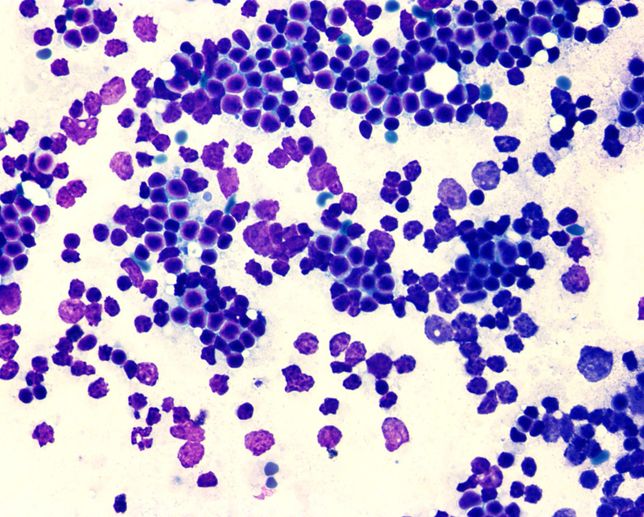 고양이 FNA검사결과지 확인할수있을까요..애매해서 문의드립니다의 2번 째 이미지