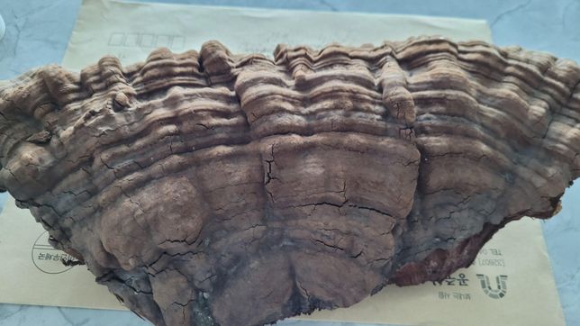 산에서 발견한건데 무슨 버섯으로 추정되나요?의 1번 째 이미지