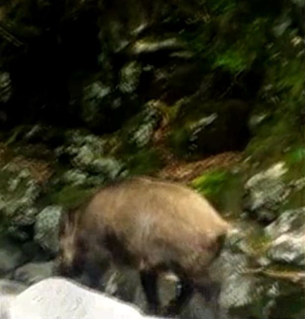 제주도에 원래 꽃사슴과 멧돼지는 살지 않았나요?의 1번 째 이미지