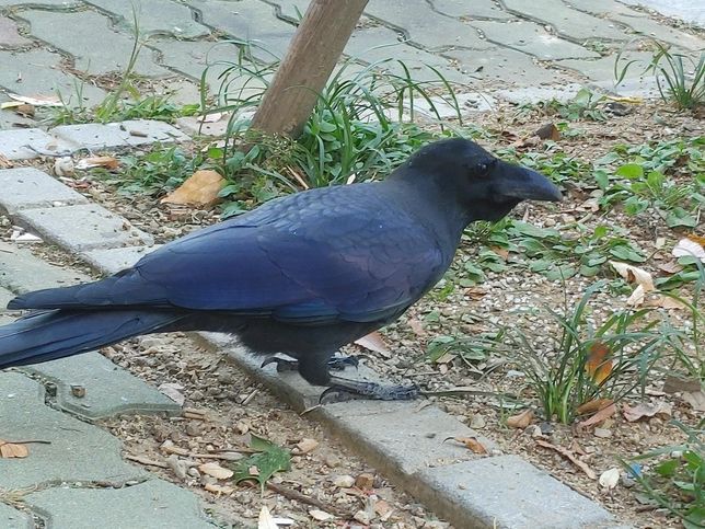 까마귀가 비둘기를 사냥하기도 해요?의 0번 째 이미지