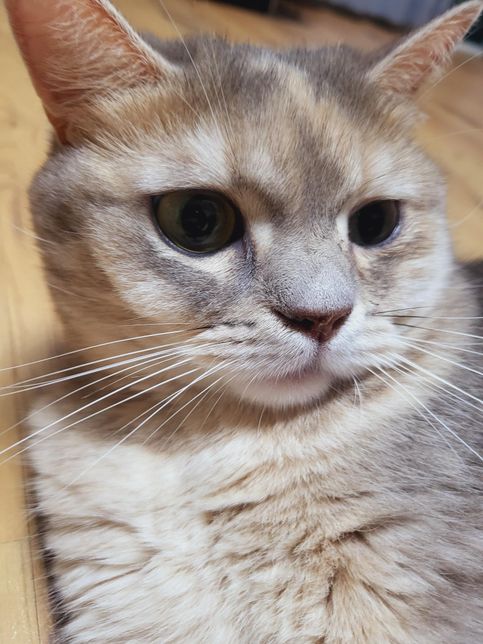 고양이 코를 만지면 거칠어요 좀 봐주세요의 0번 째 이미지