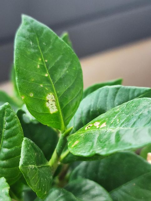 치자나무에 병이 생긴것 같은데 원인을 모르겠어요의 2번 째 이미지