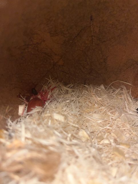 햄스터가 혈변을 해요 어떻게 해야하나요ㅠ 도와주세요의 0번 째 이미지