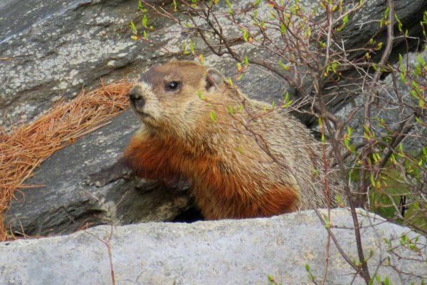 프레리도그와 마멋은 어떤 점에서 다람쥐에 가까운 친척이에요?의 1번 째 이미지