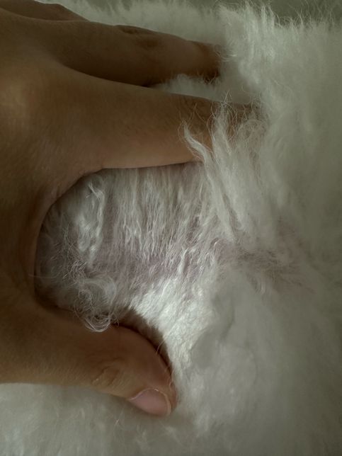 강아지 피부색이 멍든 거처럼 보라색? 자주색이에요의 0번 째 이미지