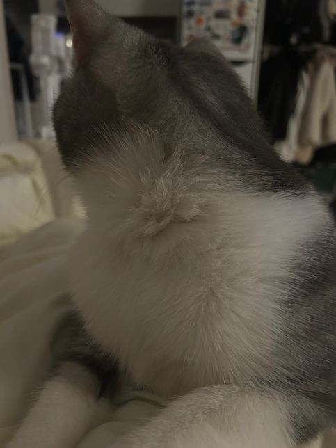 고양이 피부 땜빵 혹시 피부병일까요?의 1번 째 이미지