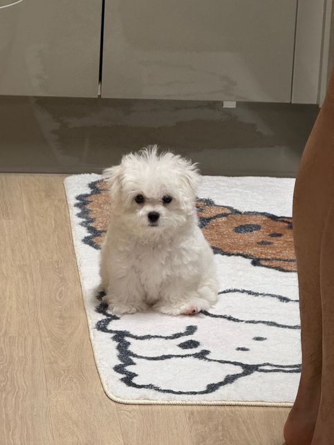 강아지 앉는 자세가 슬개골과 연관되어 있는지 문의합니다.의 0번 째 이미지