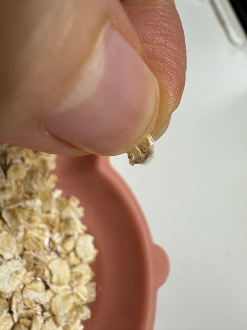 포리지오트밀에 솜털이 껍질 혹은 곰팡이인지의 0번 째 이미지