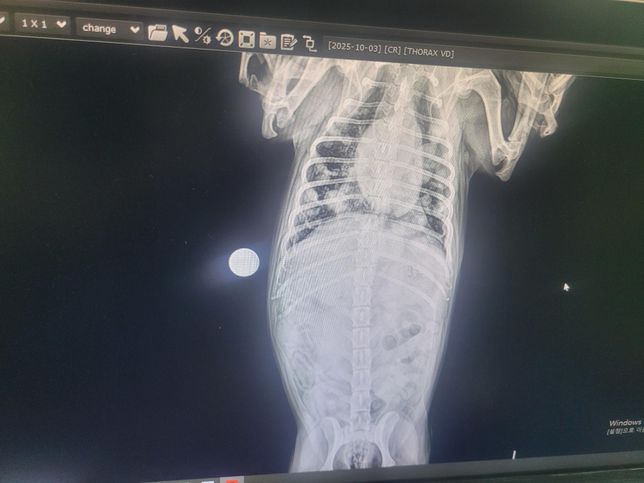 강아지 엑스레이 사진봐주실수있나요?의 1번 째 이미지