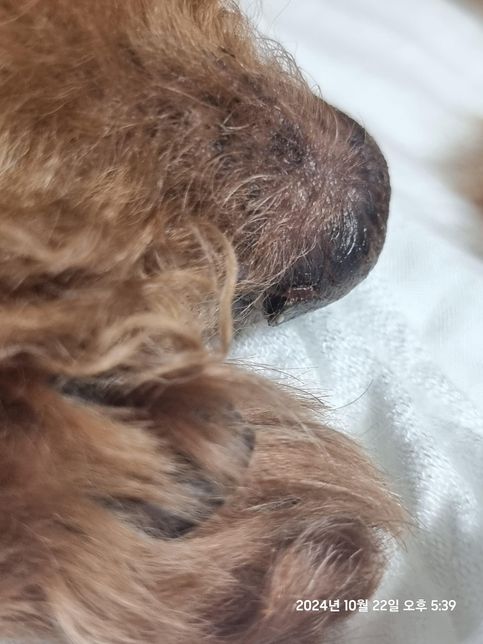 강아지 코까짐 관리방법이 궁금합니다의 0번 째 이미지