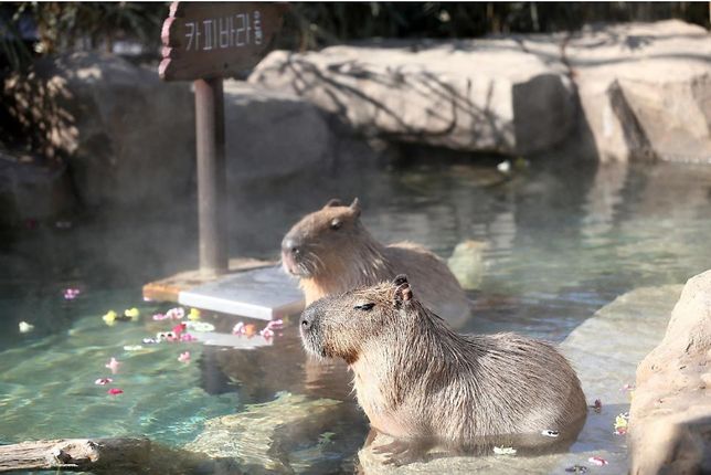 왜 비수도권 지역 동물원에 카피바라는 야외 방사장이 있는 동물원이 아닌 실내 동물원에만 사육되고 있나요?의 3번 째 이미지
