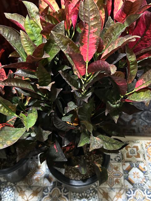 어떤 식물인지 알려주세요!!!!!의 2번 째 이미지