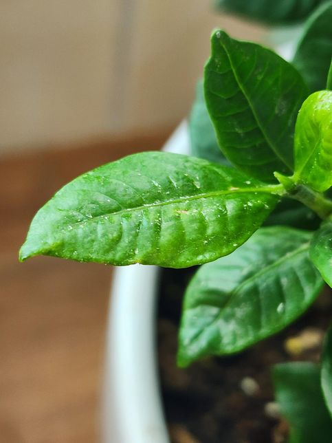 치자나무에 병이 생긴것 같은데 원인을 모르겠어요의 1번 째 이미지