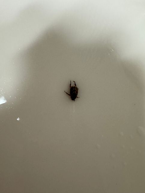 벌레?진드기? 뭘까요..알려주세요?????의 0번 째 이미지