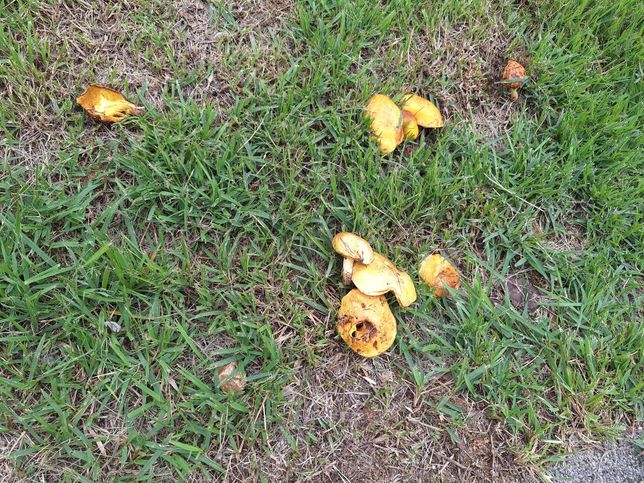 이거 무슨 버섯인가요?? 무슨 버섯인지 궁금합니다!의 0번 째 이미지