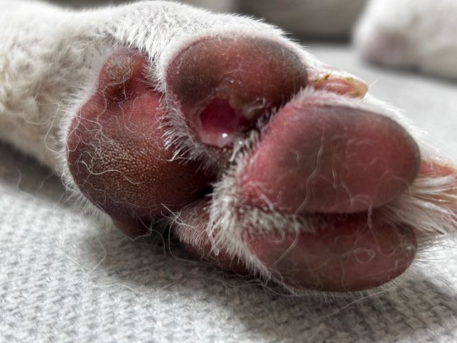 강아지 발패드 까졌는데 산책해도 되나요?의 0번 째 이미지